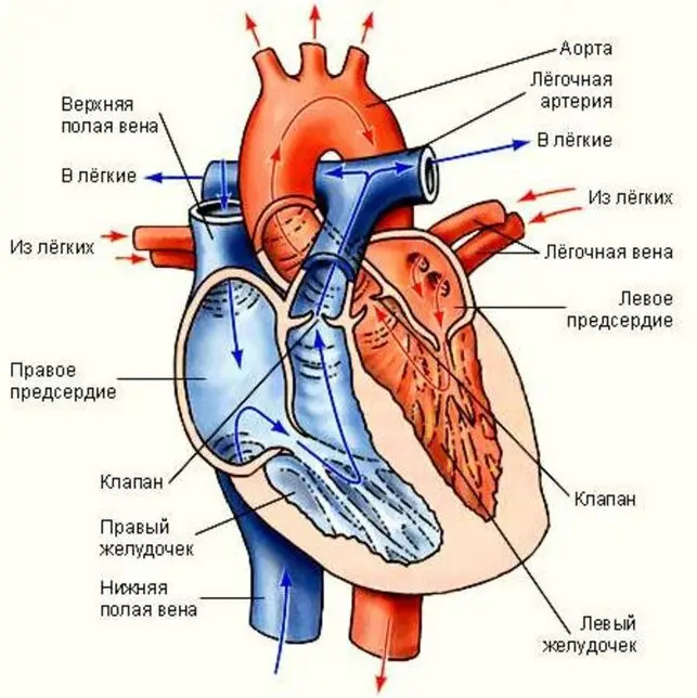 Сердце и сосуды