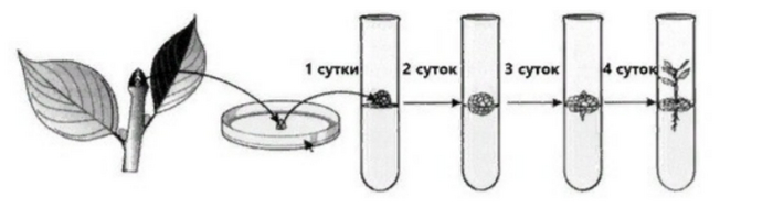 Биотехнология егэ по биологии