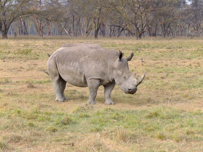 � ��� ����� ����� �������, ������������ ���� ��������, �����, ������� 2014