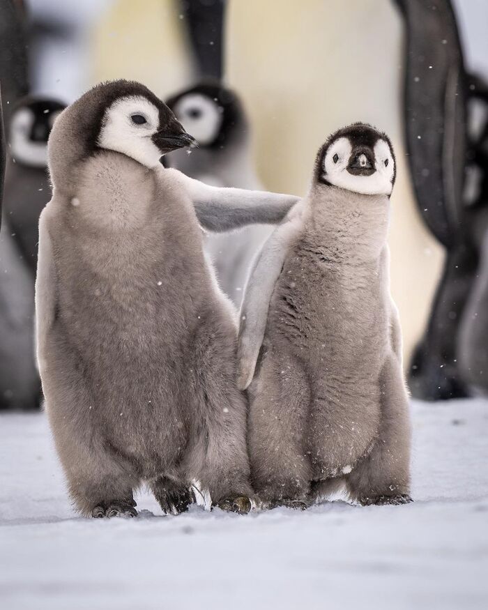 Императорские пингвины.