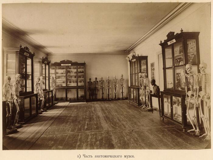 Часть анатомического музея.