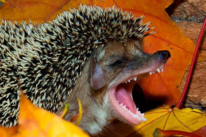 ������� ������ ���������.