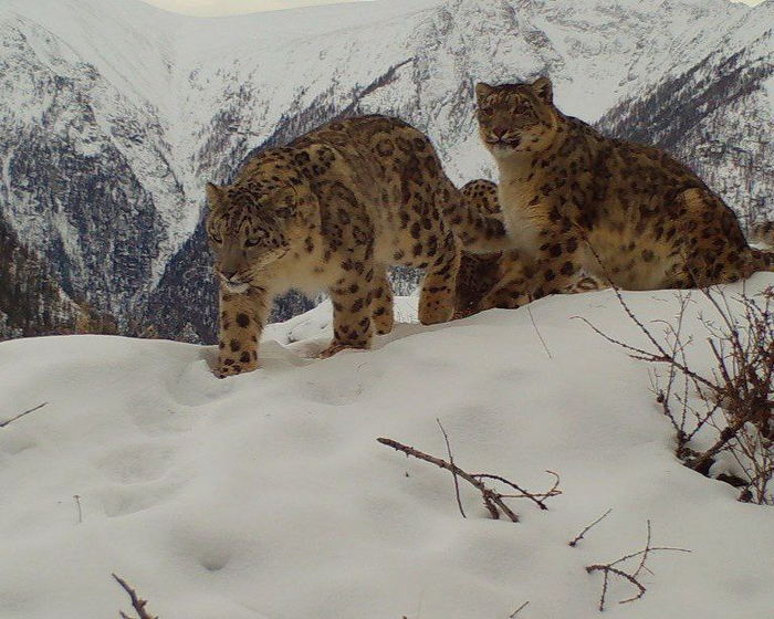 Снежные барсы