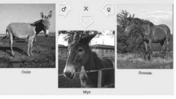 Селекция. егэ по биологии