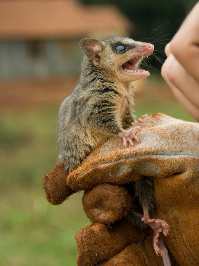 Пушистые опоссумы родом из Южной Америки