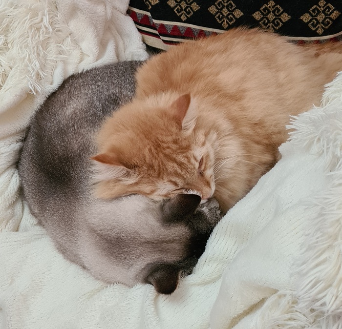 ��� ����� � ������� ������ �������� �������.