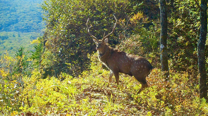 Чего только стоят большие раскидистые рога самца!
