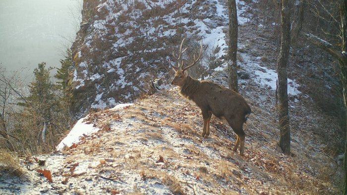 А вот рога олени сбрасывают в конце весны — начале лета. Поэтому «хвастаться» ими можно ещё долго