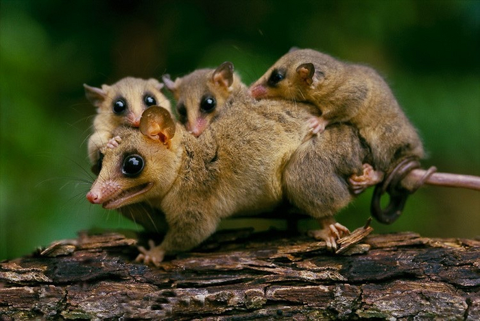 +4 пушистых (woolly) опоссума