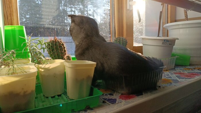 Рассада, такая рассада Кот, Рассада, Цветы, Кактус