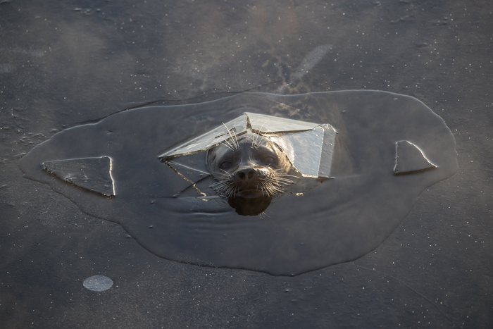 Тюлень проламывает лёд, чтобы подышать между погружениями