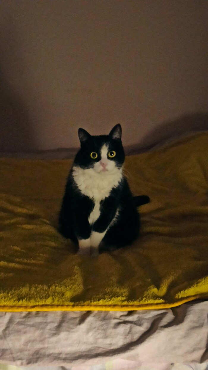 9 месяцев после "Слабаков и соплегонов" Истории из жизни, Работа, Эмоциональное выгорание, Негатив, Позитив, Жизнь, Отчет, Обновление, Автобиография, Кот, Котята, Длиннопост