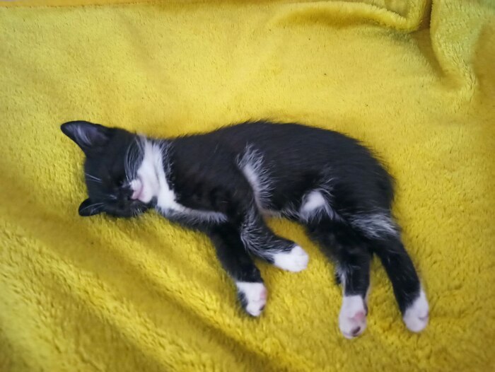 9 месяцев после "Слабаков и соплегонов" Истории из жизни, Работа, Эмоциональное выгорание, Негатив, Позитив, Жизнь, Отчет, Обновление, Автобиография, Кот, Котята, Длиннопост