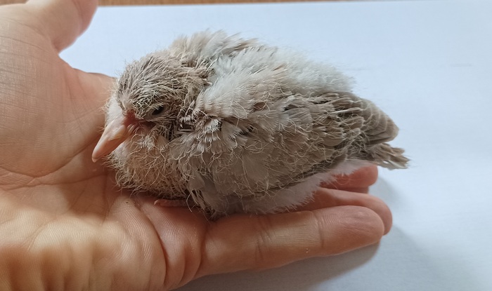 ����� ������������