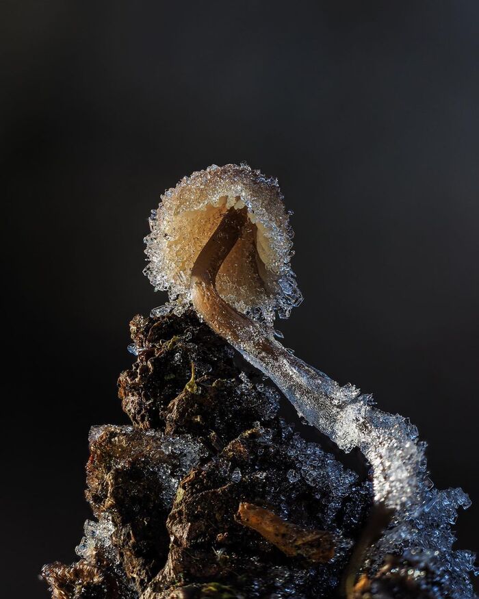 Conifercone Cap, Baeospora myosura.