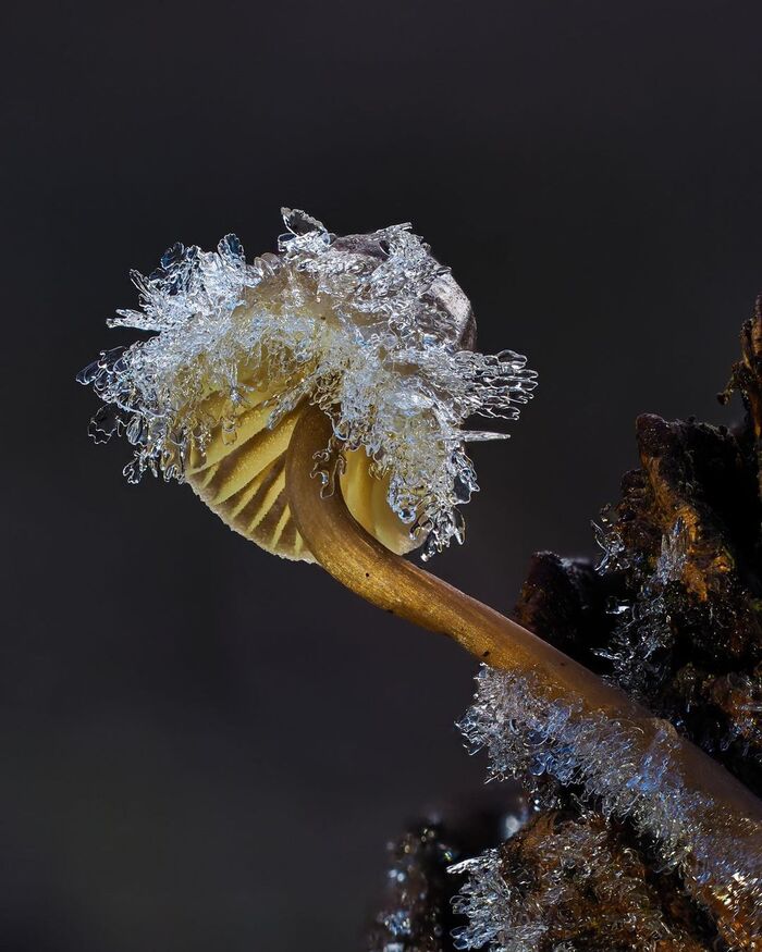Conifercone Cap, Baeospora myosura.