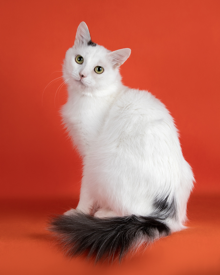 Стив - приедет на Ёлку