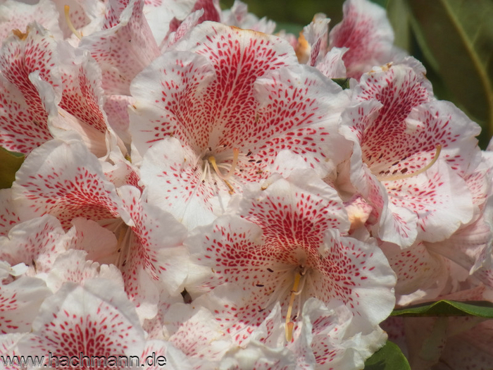    <!--noindex--><a href="https://pikabu.ru/story/kakie_rododendronyi_ya_zakazala_v_yetom_godu_vdobavok_k_imeyushchimsya_112ti_10903342?u=http%3A%2F%2FHachmann.de&t=Hachmann.de&h=a66c5c961db8e0d2c29b5023f9661e1006289c9a" title="http://Hachmann.de" target="_blank" rel="nofollow noopener">Hachmann.de</a><!--/noindex-->