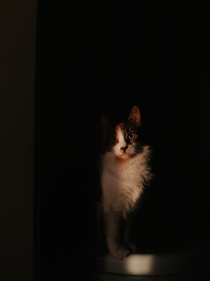 Ловит солнечные лучики