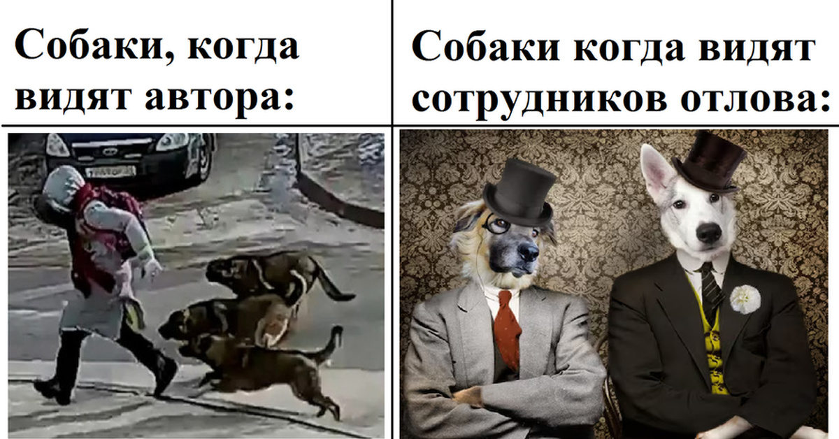 Бродячие собаки | Пикабу