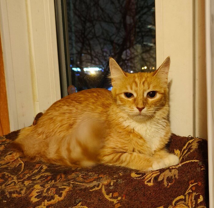 Ищу тёплый дом и добрые руки для рыжей кошечки 4-5 мес