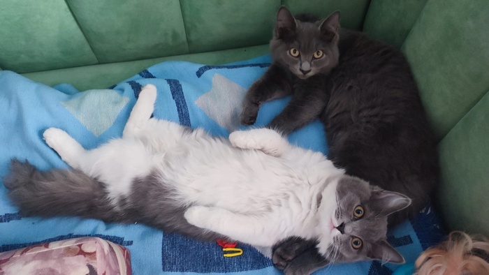      ,          -  ,    )      !