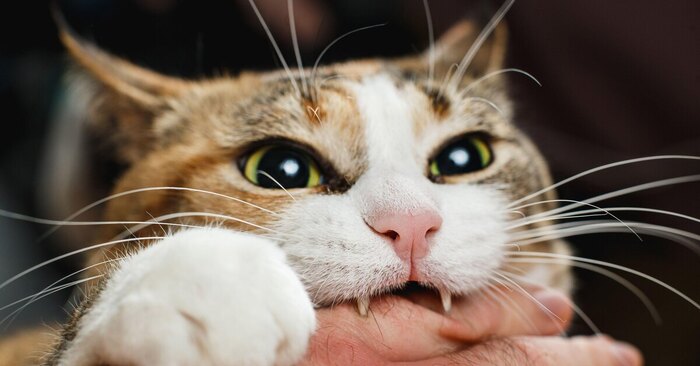 Люди - это хавчик