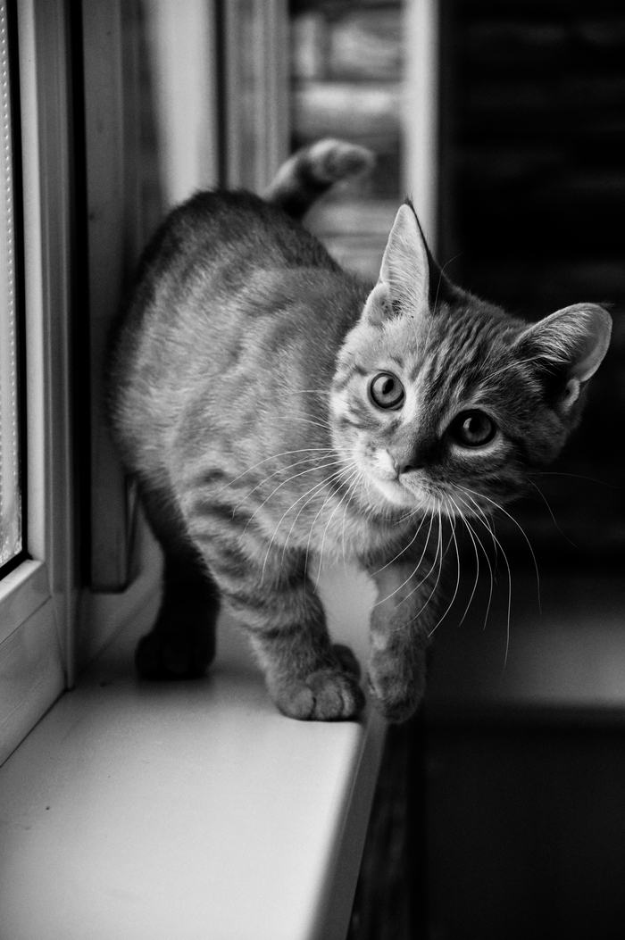 ������������ ������� ����������