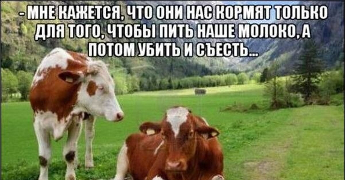 А корова то права... | Пикабу