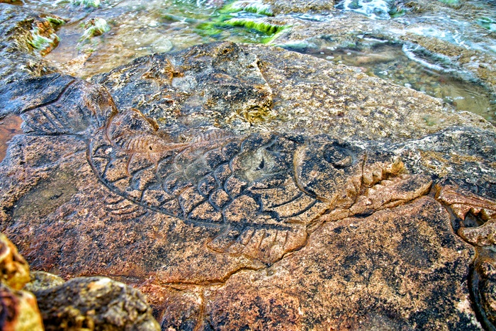 ����� ����