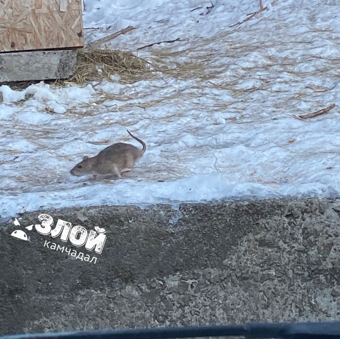 Если крыски упитанные значит благоденствие уже наступило