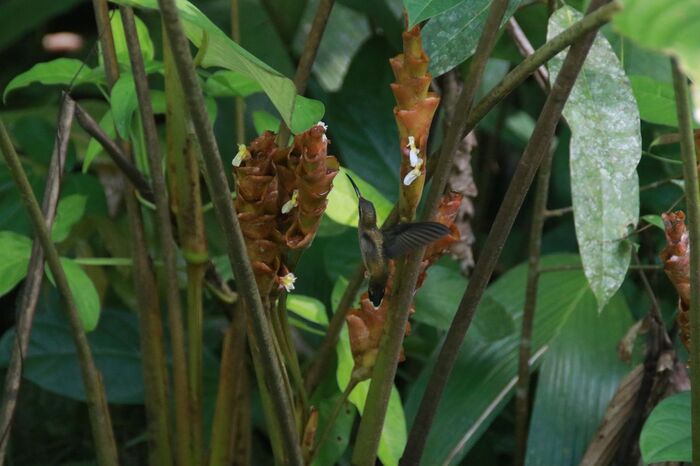 А это уже настоящая колибри, Коста Рика, 2018 год