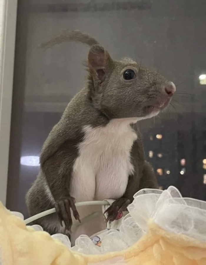 Женственная белочка