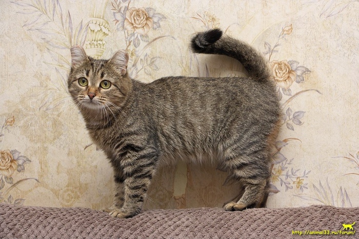 �������� �������