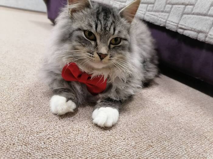 ��� ���������