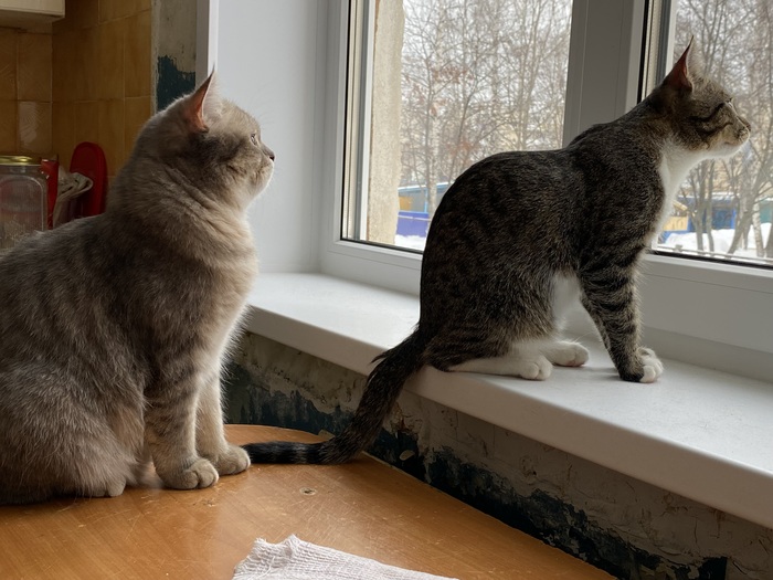 Тишка и Мишка наблюдают за птицами