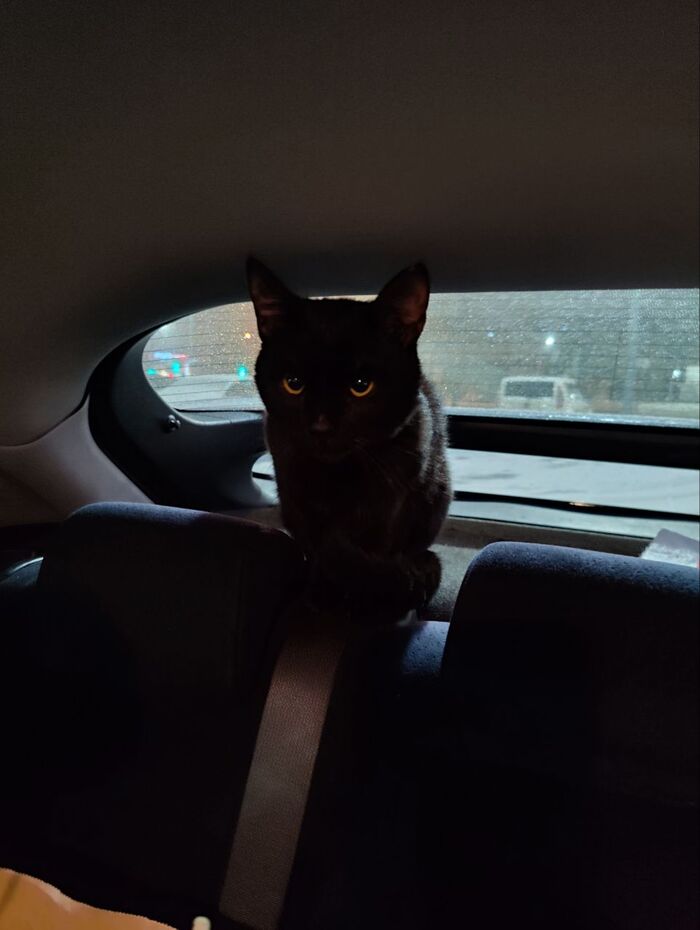 Пока мы ходили в магазин, котейка изучил салон :)