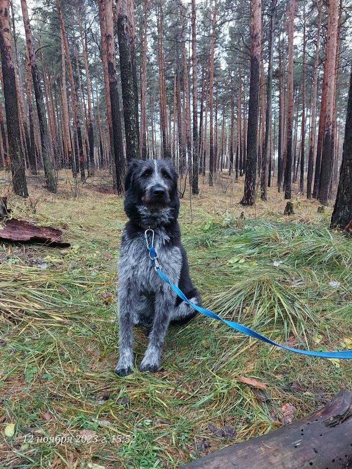 Екатеринбург пропала большая собака дратхар