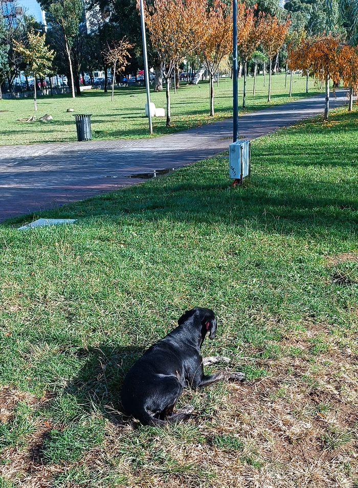 старый пес с чипом за ухом греется на солнышке в парке
