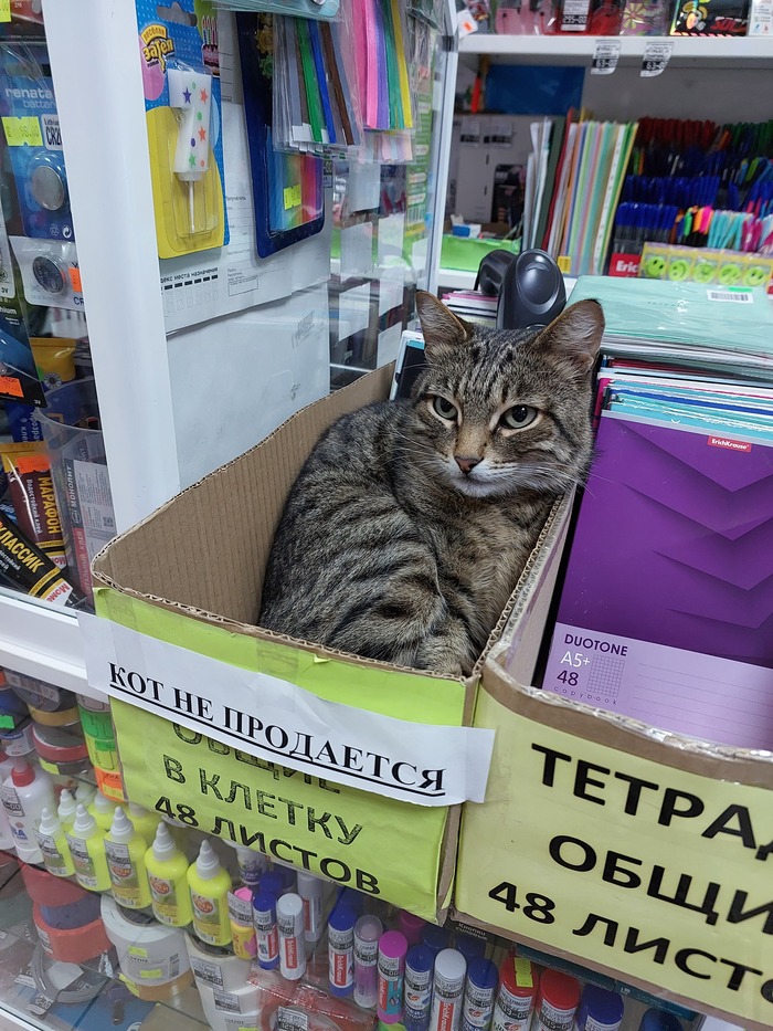 Кот не продается