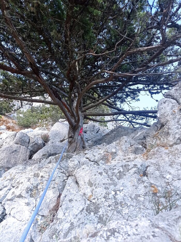 Вариант станции R3 на нижнем дереве