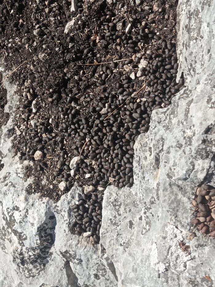 Козьи ночевки