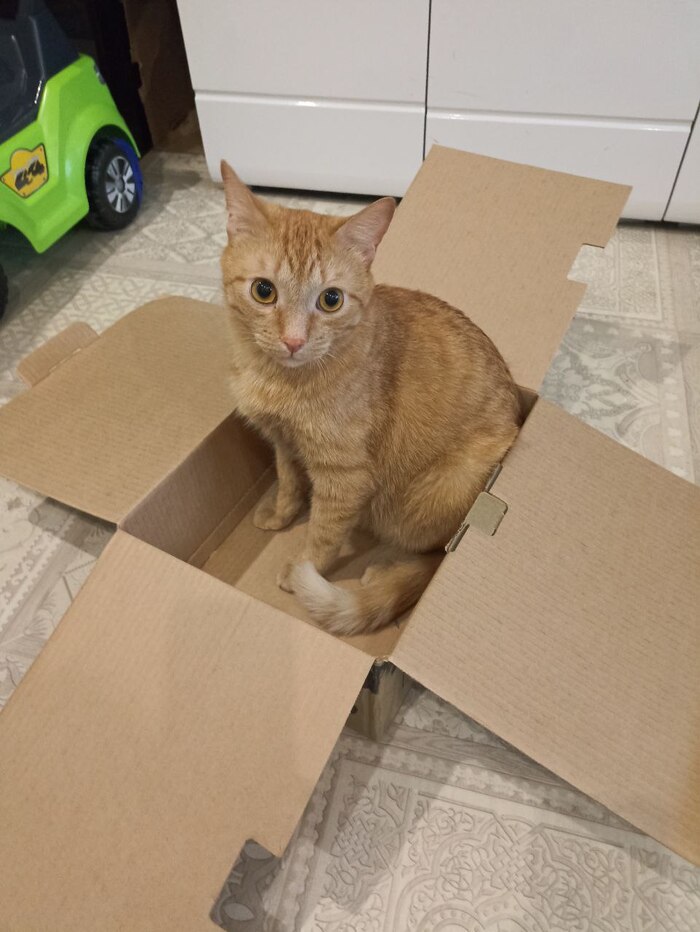 Снегурочка из Санкт-Петербурга в Ленинградскую область. АДМ 2023/2024