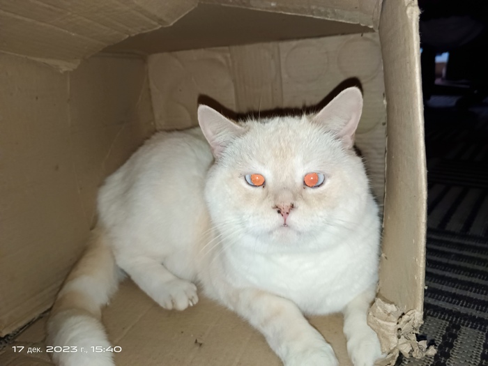 Это МОЯ коробка, ничтожество