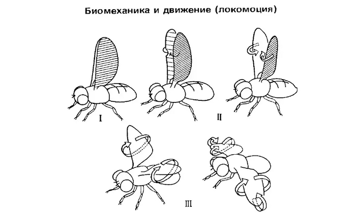 Барнс Р., Кейлоу П., Олив П., Голдинг Д. Беспозвоночные: Новый обобщённый подход. М., 1992