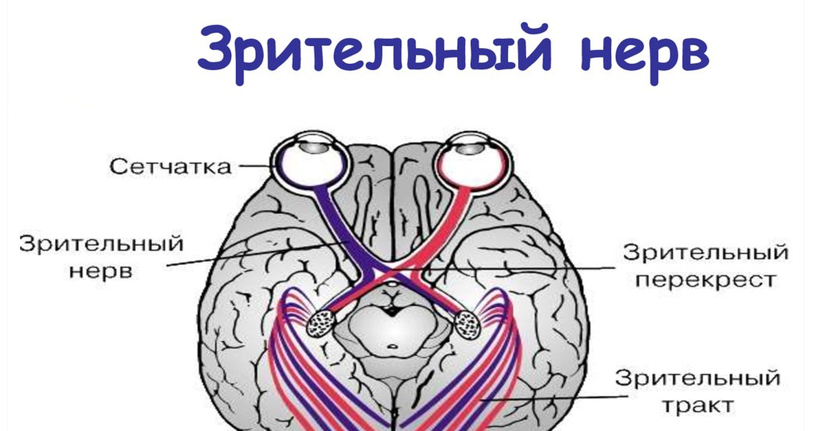 Зрительный нерв анатомия. Зрительные нервы симметричны мрт.