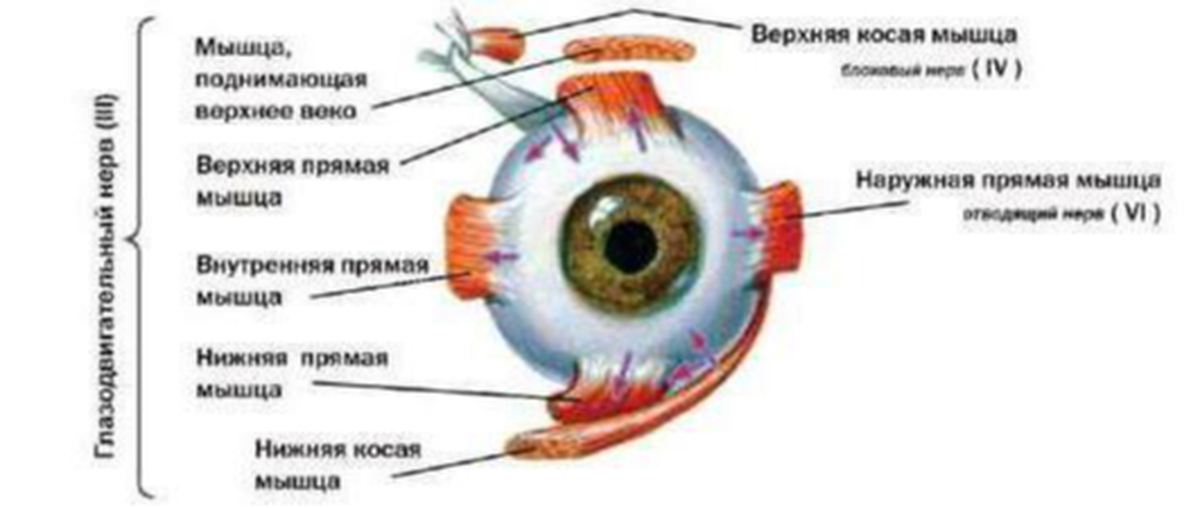 Глазодвигательный нерв мышцы. Иннервация мышц глазного яблока схема. Глазодвигательные мышцы глаза иннервация. Наружные мышцы глазного яблока и их иннервация. Иннервация глазодвигательных мышц схема.