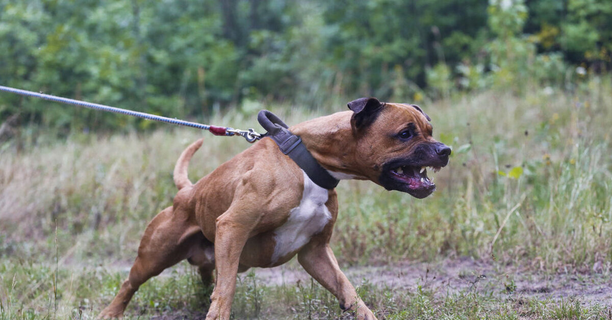 Pitbull Porcupine Attack