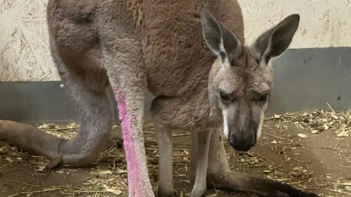 Однако позже животное планируют всё-таки доставить в Квебек, куда оно так и не добралось из-за побега