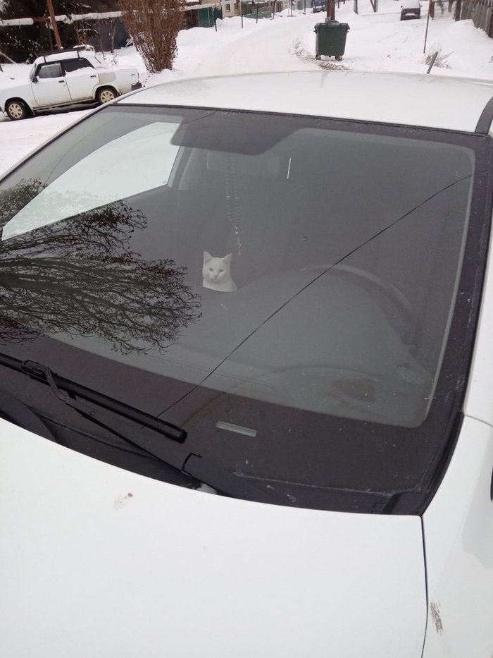 Кот чуть не заморозил хозяев